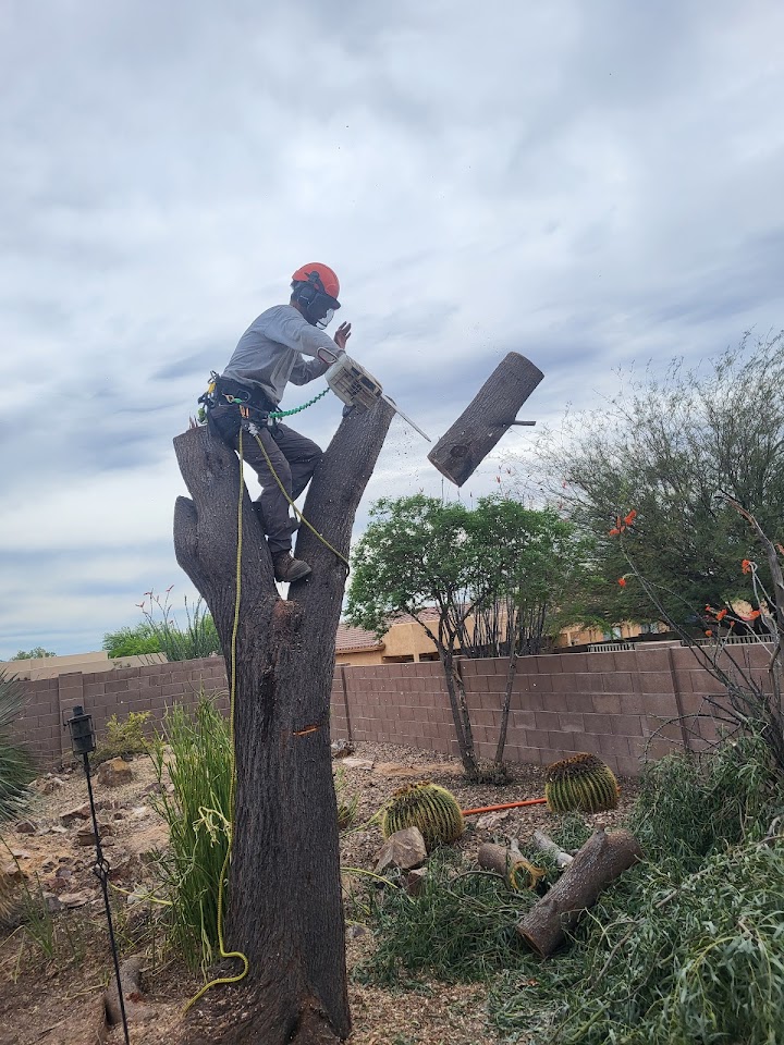 Alexander's garden Service project